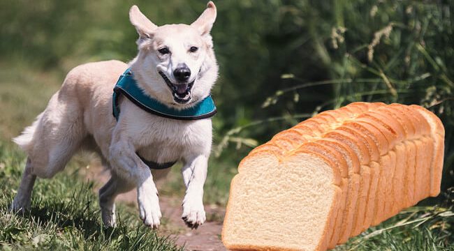 Can Dogs Eat Bread