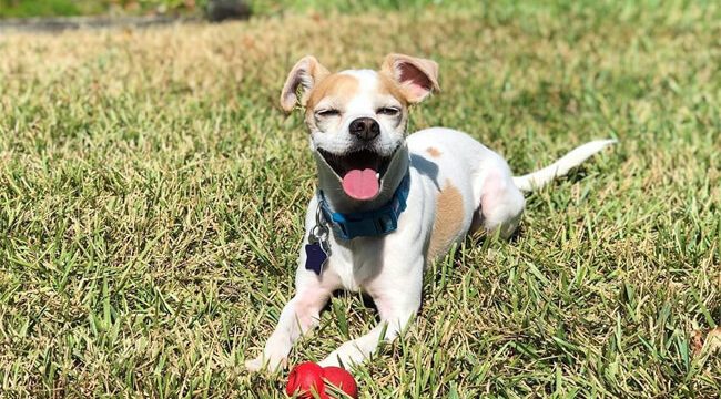 Jack Russell Chihuahua Mix Dog Photo (2)