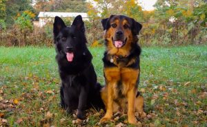 Rottweiler and German Shepherd