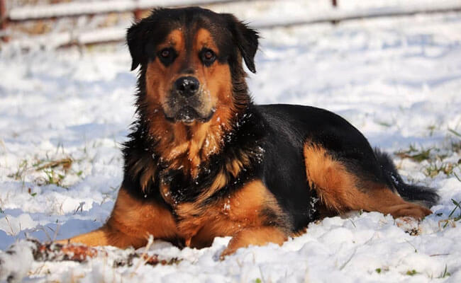 German Shepherd Rottweiler Mix Is this the right