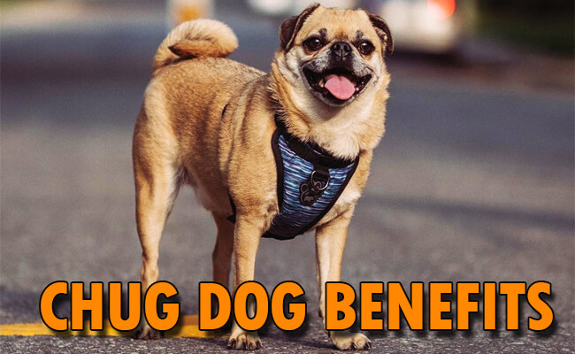 chug dog benefits