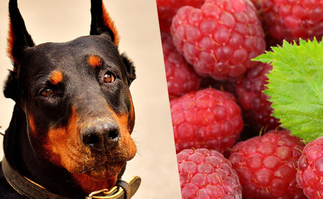 Dogs Eat Raspberries