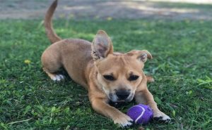 Pitbull Chihuahua Mix puppy