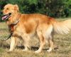 German Shepherd Golden Retriever Mix dog