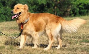 German Shepherd Golden Retriever Mix dog