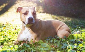 Boxer Pitbull Mix dog