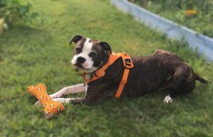 Boxer Pitbull Mix dog photo