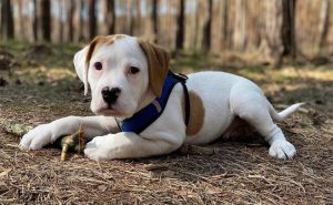 Bulldog Mix puppy