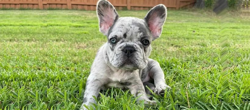 French bulldog Breed