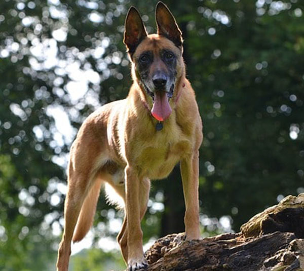 Belgian Malinois complaints number & email