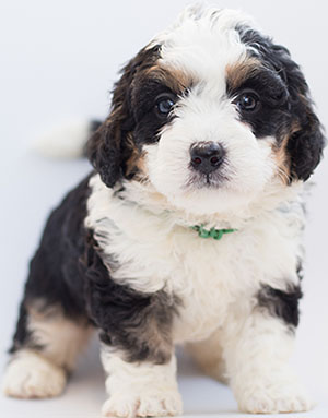 Mix-Bernese-mountain-and-poodle