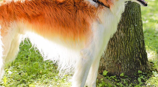SHIBA-INU-dog-breed
