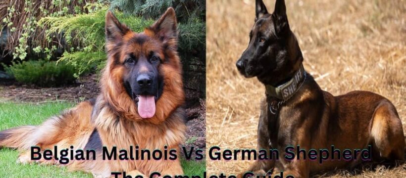 belgian malinois vs german shepherd