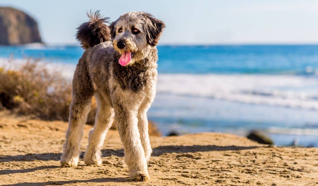 Aussiedoodle Dog Breed complaints number & email