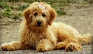 Goldendoodle dog