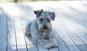 schnoodle breed
