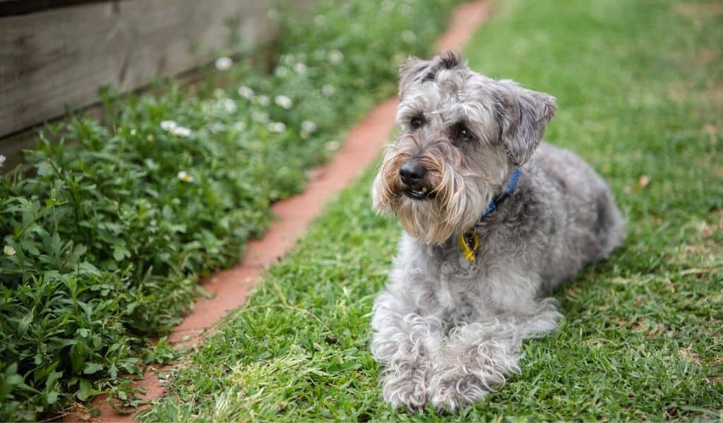Schnoodle Dog Breed complaints number & email