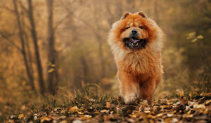 chow chow breed 