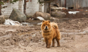 chow chow purebred