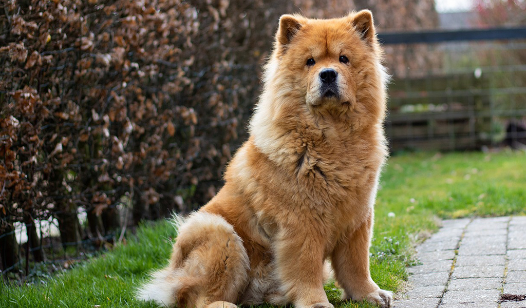 Chow Chow Dog Breed complaints number & email