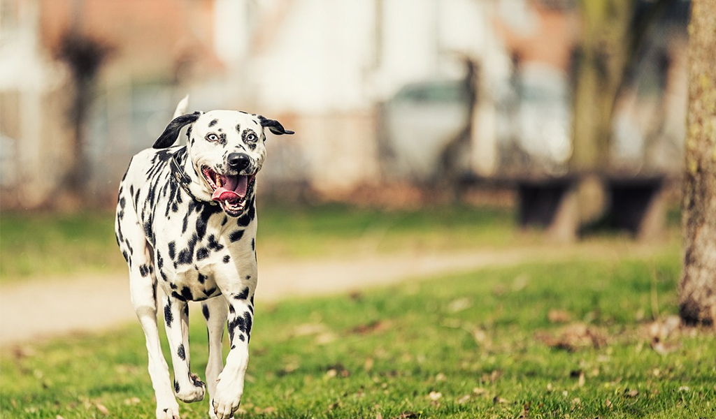 The Complete Guide to Training a Dalmatian Dog