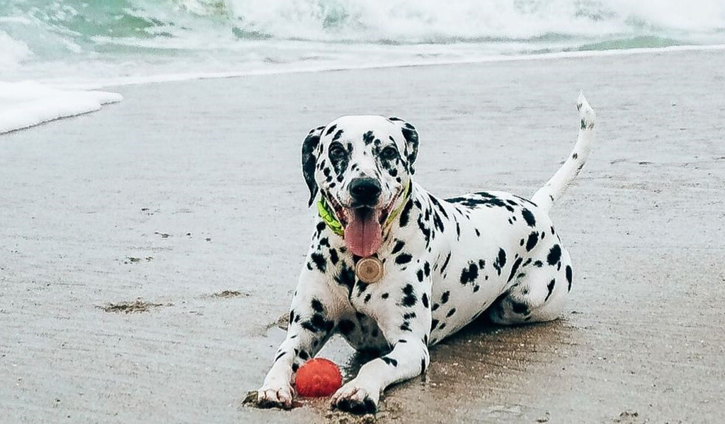 Dalmatian Dog Breed complaints number & email