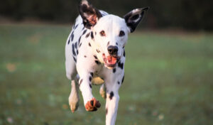 Dalmatian dogs