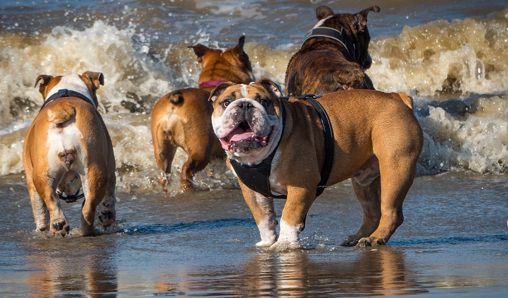 Bulldog Dog Breed complaints number & email