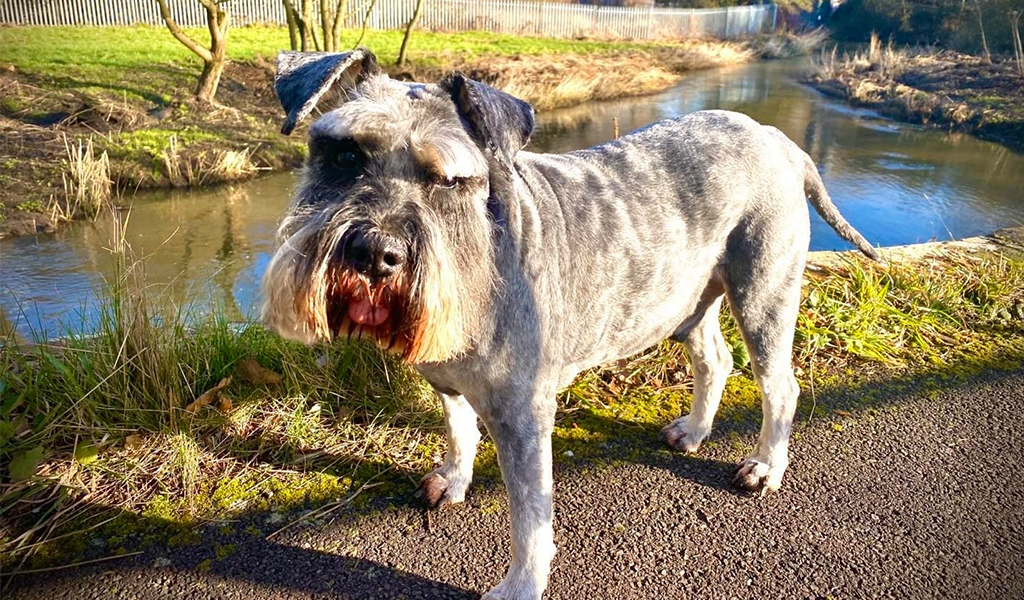 Miniature Schnauzer Dog Breed  complaints number & email