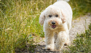 poodle dogs breed 