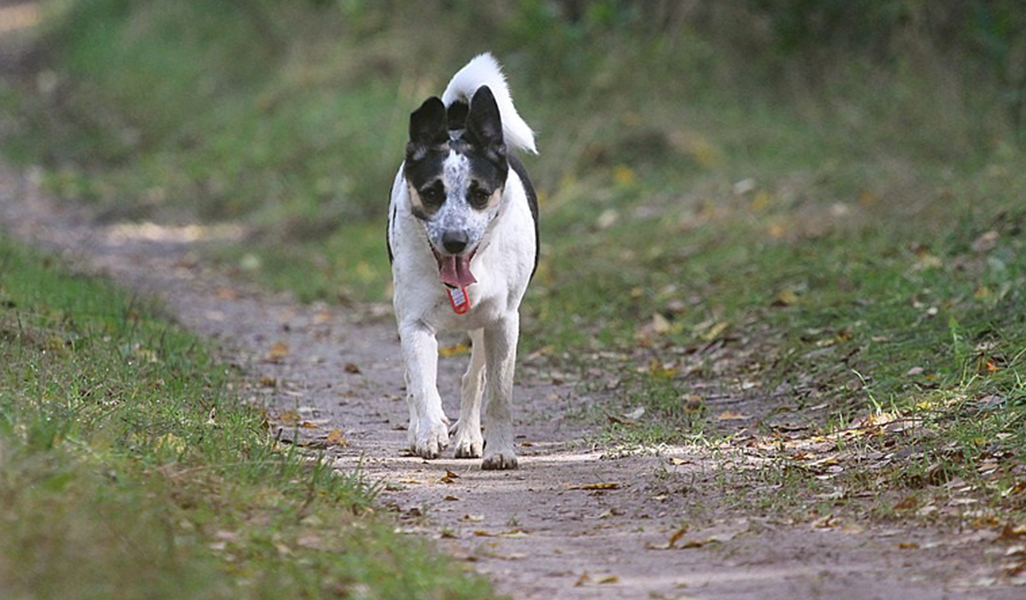 Rat Terrier Dog Breed complaints number & email