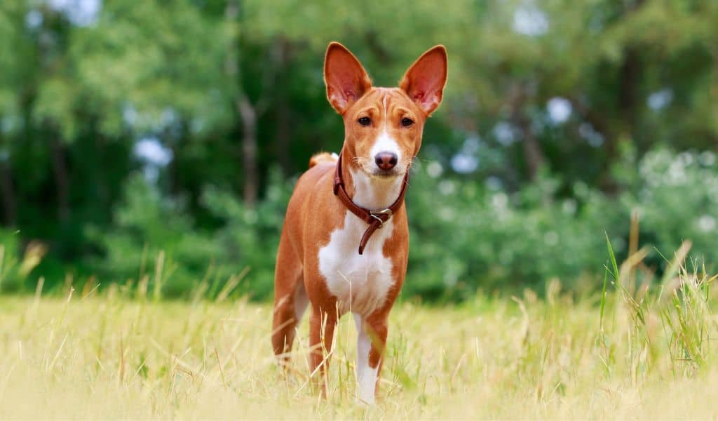 Basenji Dog Breed complaints number & email