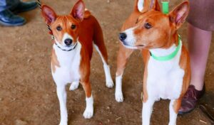 basenji dogs breed