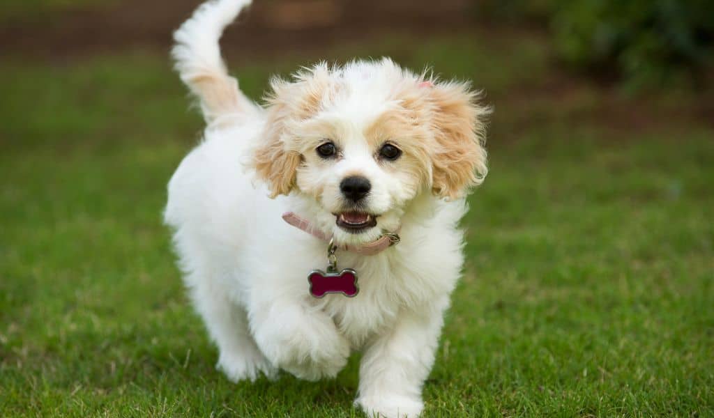 Cavachon Dog Breed complaints number & email