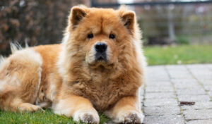chow chow dog puppy 