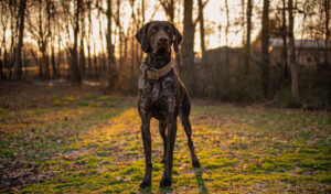 german shorthaired pointer Dogs