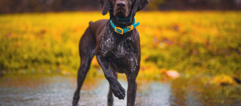 german shorthaired pointer Dog breed