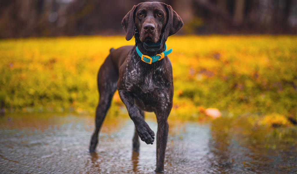 German Shorthaired Pointer Dog Breed complaints number & email