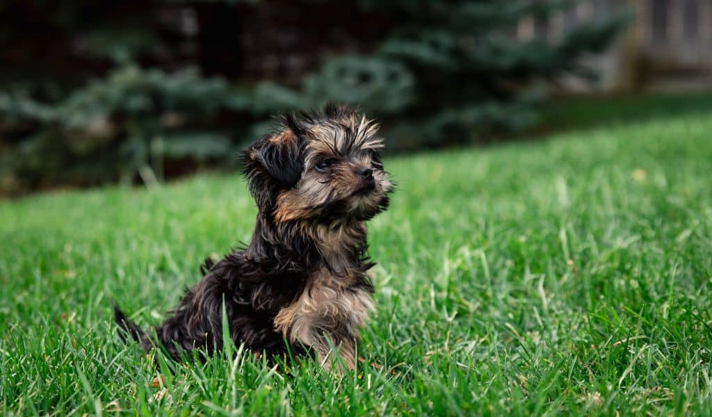 Everything you should know about the Morkie dog