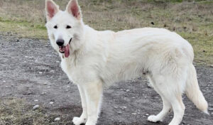 shiloh shepherd white dog 