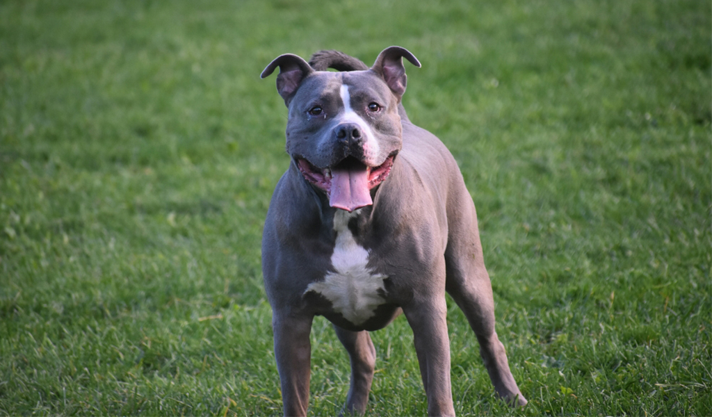 American Pitbull Terrier Dog Breed complaints number & email