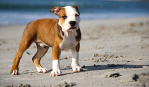 American Pitbull terrier Puppy