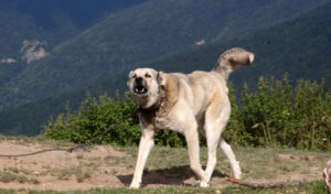 anatolian shepherd dog