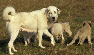 anatolian shepherd dog bitches with puppy