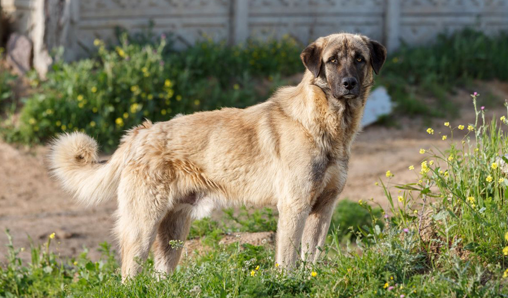 Anatolian Shepherd Dog Breed complaints number & email