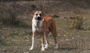 anatolian shepherd dog breed
