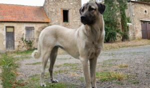 anatolian shepherd dog small breed