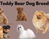 teddy bear dog breed