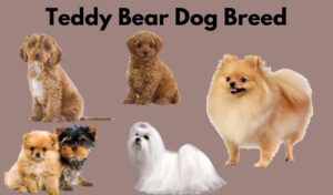 teddy bear dog breed