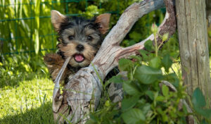 yorkshire terrier  mixbred